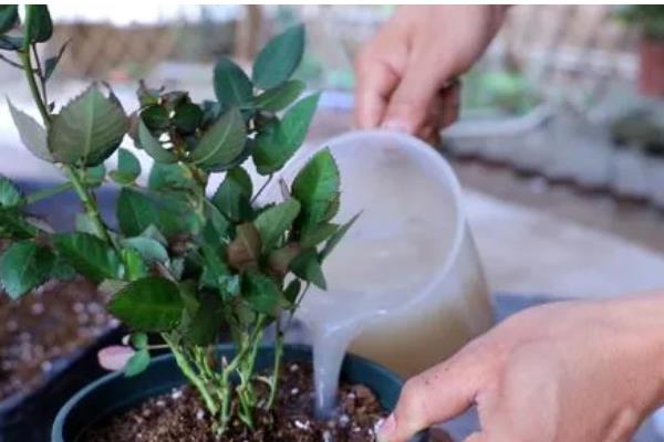 月季怎么施肥,春秋季节每个月追施一次