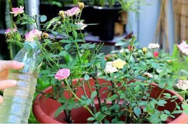 月季怎么施肥,春秋季节每个月追施一次