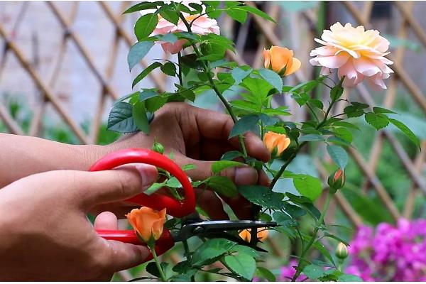 月季怎么施肥,春秋季节每个月追施一次