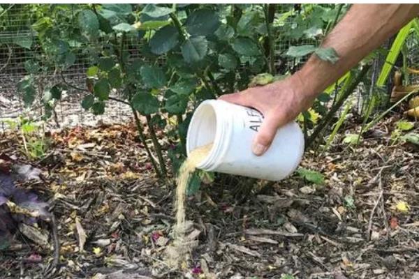 月季怎么施肥,春秋季节每个月追施一次