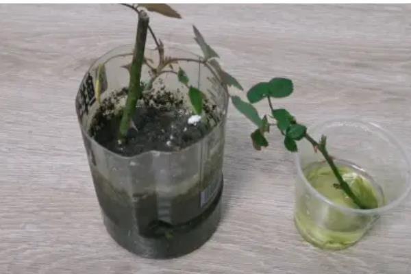 月季怎么施肥,春秋季节每个月追施一次