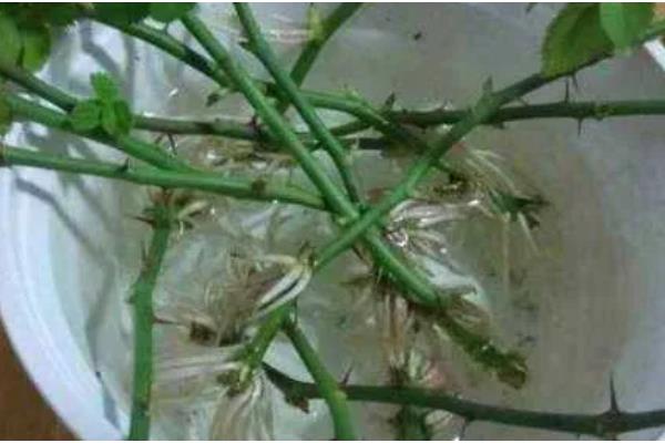 月季怎么施肥,春秋季节每个月追施一次