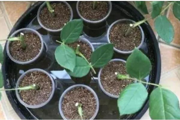 月季怎么施肥,春秋季节每个月追施一次