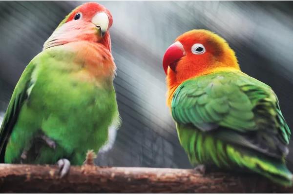 鹦鹉能不能吃石榴籽，可以饲喂但不能过量