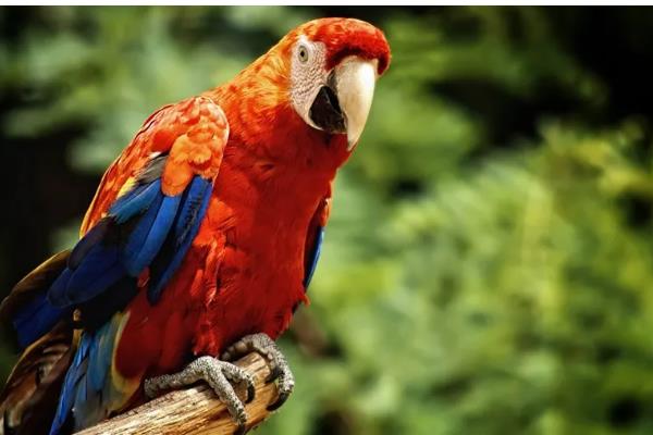 鹦鹉能不能吃石榴籽，可以饲喂但不能过量