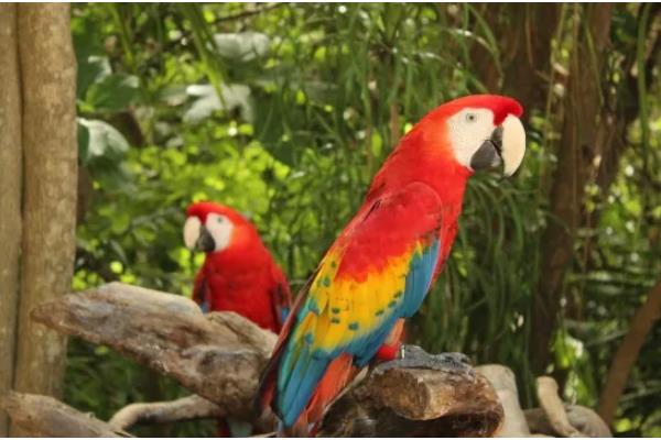 鹦鹉能不能吃石榴籽，可以饲喂但不能过量