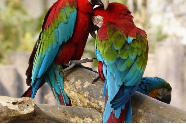 鹦鹉能不能吃石榴籽，可以饲喂但不能过量