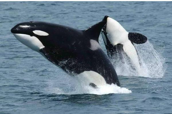 虎鲸不攻击人的原因，受到以下三个因素的影响