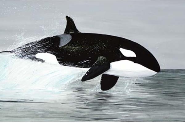 虎鲸不攻击人的原因，受到以下三个因素的影响