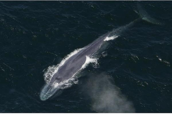 虎鲸不攻击人的原因，受到以下三个因素的影响