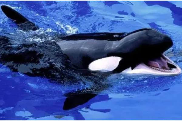 虎鲸不攻击人的原因，受到以下三个因素的影响