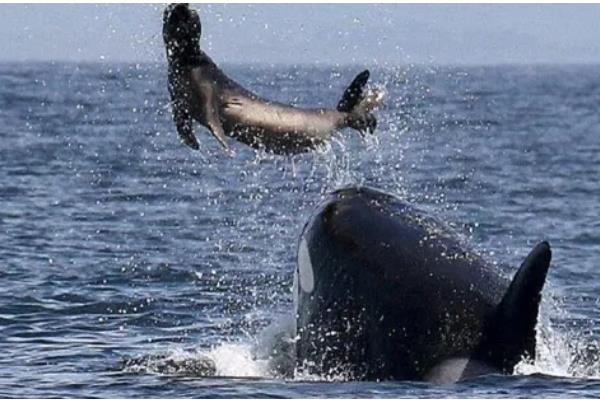 虎鲸不攻击人的原因，受到以下三个因素的影响