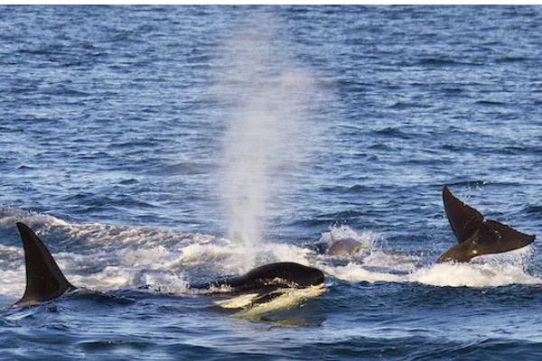 虎鲸不攻击人的原因，受到以下三个因素的影响