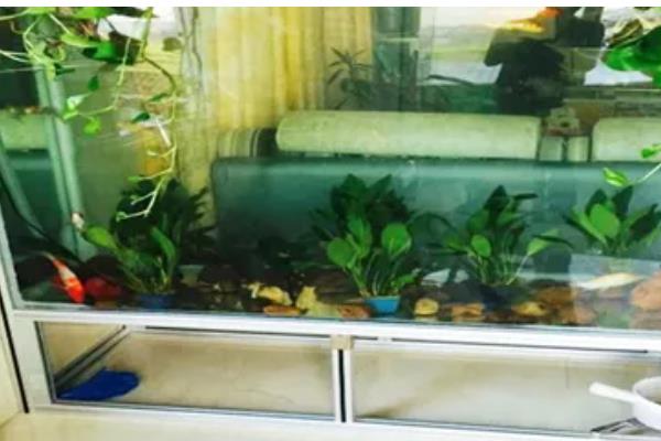 鱼缸有哪些材质,基本都是玻璃材质的