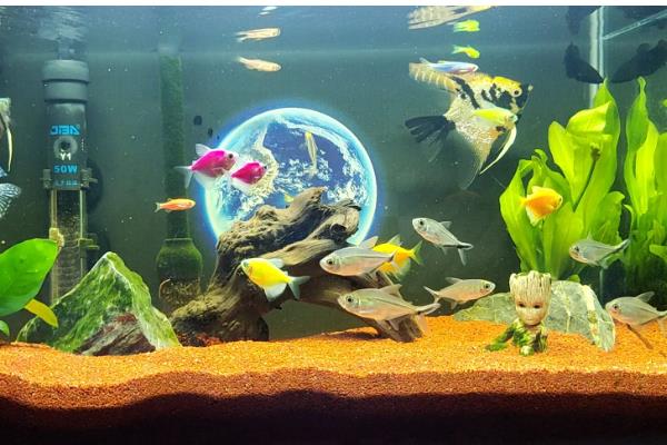 鱼缸有哪些材质,基本都是玻璃材质的