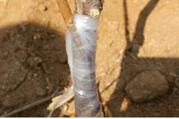 嫁接口积水如何解决，将水放出来必要时可以补接