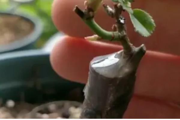 嫁接口积水如何解决，将水放出来必要时可以补接