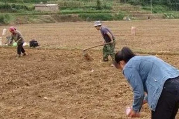 菜豆农药药害的特点，会导致叶脉亦变黄白色