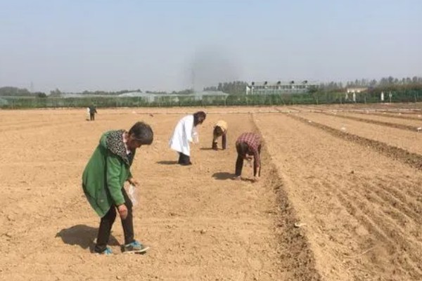 菜豆农药药害的特点，会导致叶脉亦变黄白色