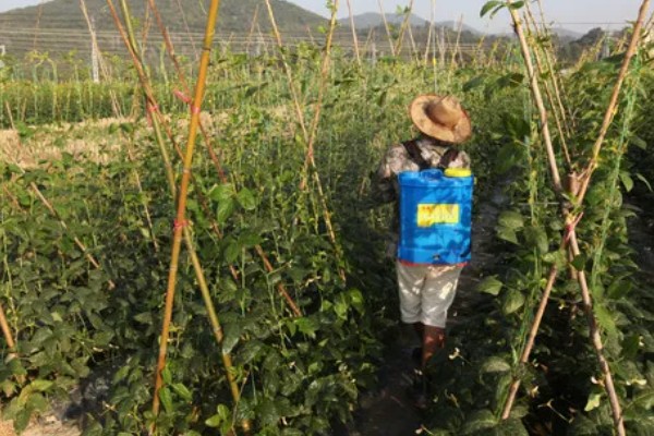 菜豆农药药害的特点，会导致叶脉亦变黄白色