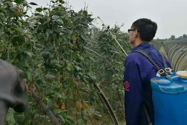菜豆农药药害的特点，会导致叶脉亦变黄白色