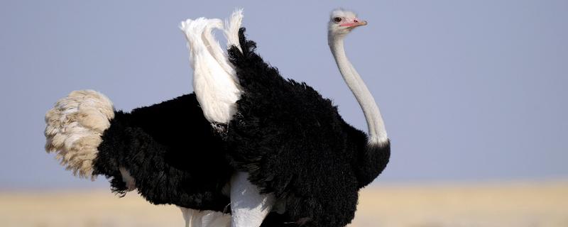 鸵鸟的叫声大吗，鸵鸟叫声不大