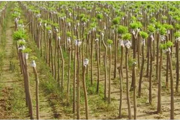 国槐的繁殖方法，以扦插为主