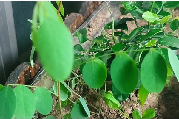 国槐的繁殖方法，以扦插为主