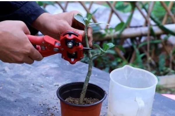 国槐的繁殖方法，以扦插为主