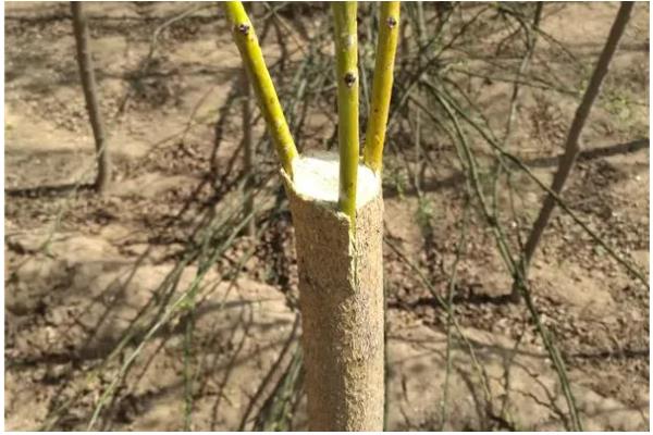 国槐的繁殖方法，以扦插为主