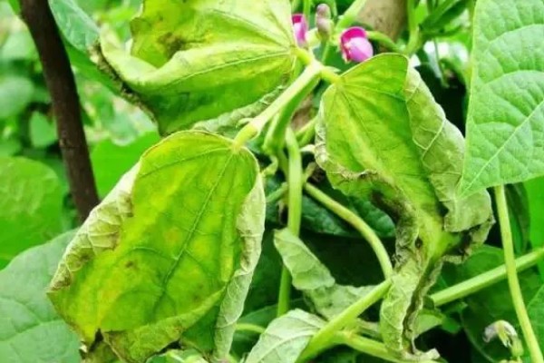 菜豆农药药害的特点，会导致叶脉亦变黄白色
