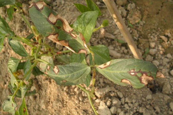 菜豆农药药害的特点，会导致叶脉亦变黄白色