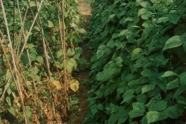 菜豆农药药害的特点，会导致叶脉亦变黄白色
