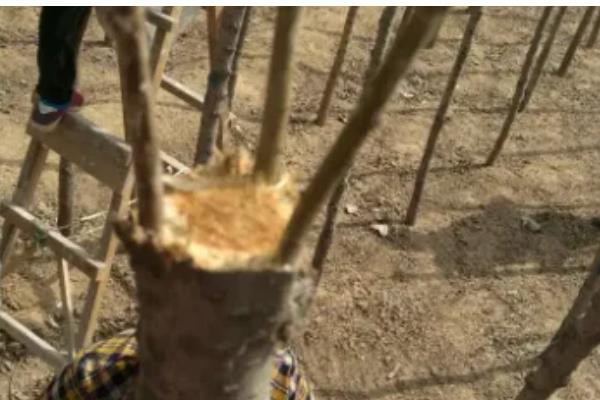 国槐的繁殖方法，以扦插为主