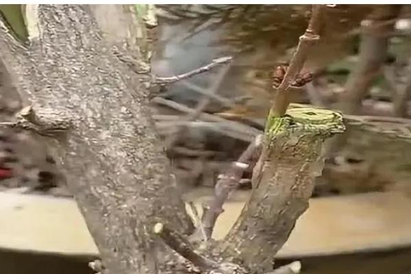 国槐的繁殖方法，以扦插为主