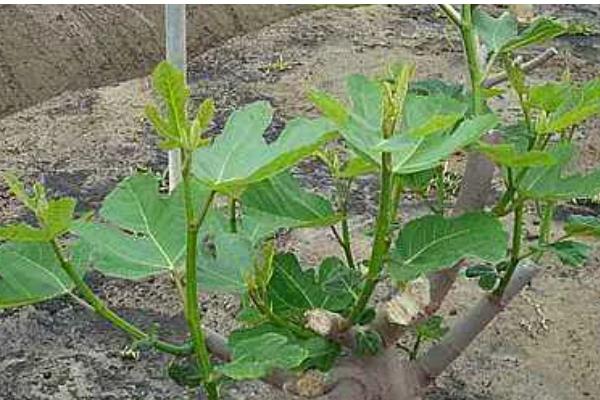 无花果的摘心时间，苗期新梢长到半木质化时要摘除一部分