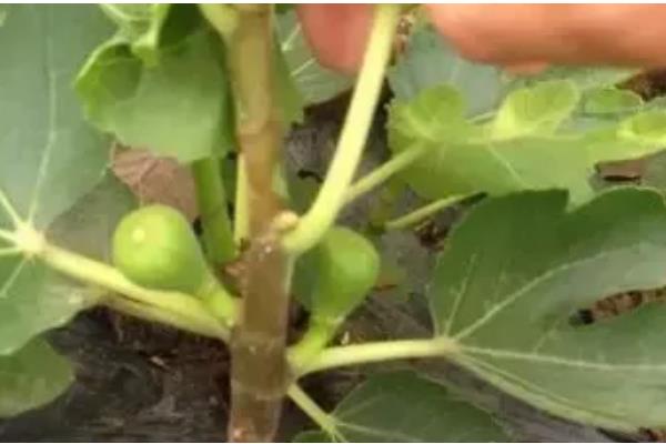 无花果的摘心时间，苗期新梢长到半木质化时要摘除一部分