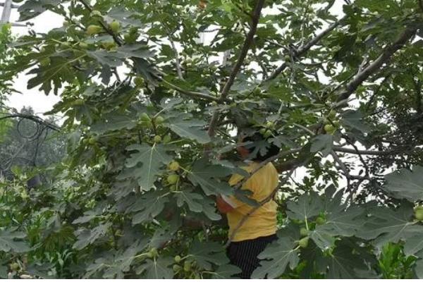 无花果的摘心时间，苗期新梢长到半木质化时要摘除一部分