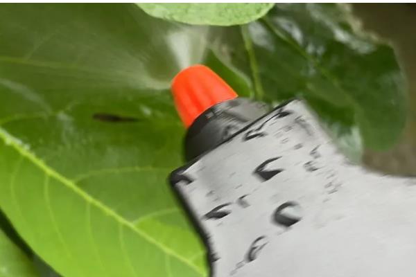 无花果的摘心时间，苗期新梢长到半木质化时要摘除一部分