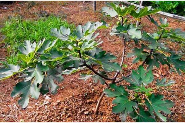 无花果的摘心时间，苗期新梢长到半木质化时要摘除一部分