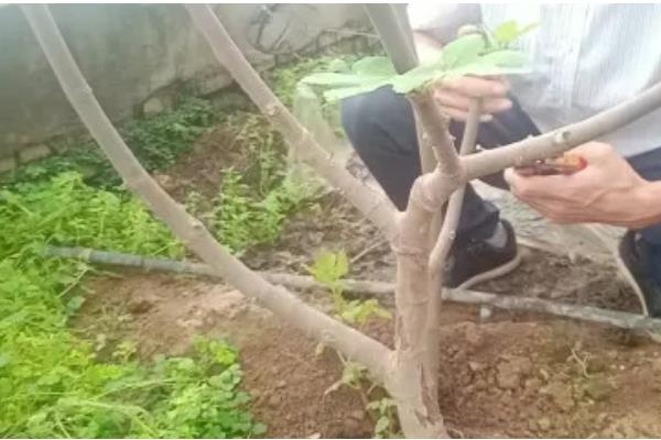 无花果的摘心时间，苗期新梢长到半木质化时要摘除一部分