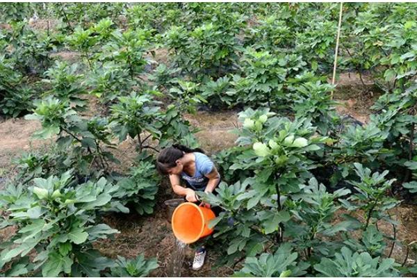 无花果的摘心时间，苗期新梢长到半木质化时要摘除一部分