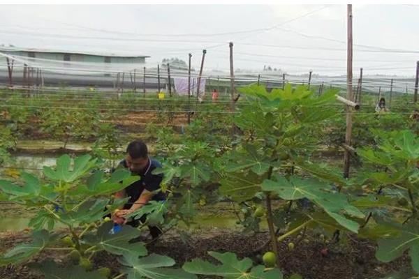 无花果的摘心时间，苗期新梢长到半木质化时要摘除一部分