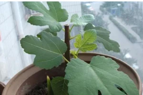 无花果的摘心时间，苗期新梢长到半木质化时要摘除一部分