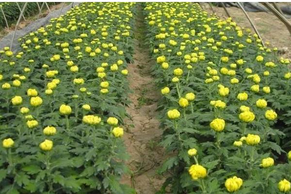 菊花种植方法,可在背风向阳的坡地上面种植