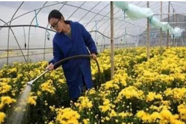 菊花种植方法,可在背风向阳的坡地上面种植