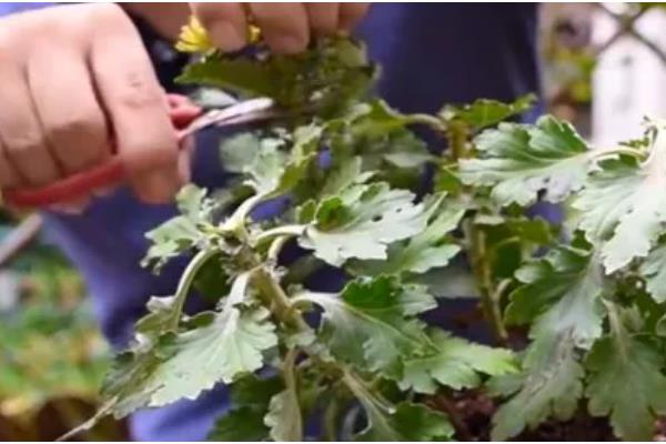 菊花种植方法,可在背风向阳的坡地上面种植