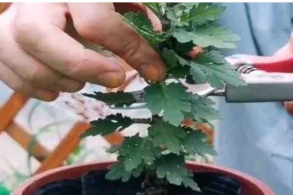 菊花种植方法,可在背风向阳的坡地上面种植