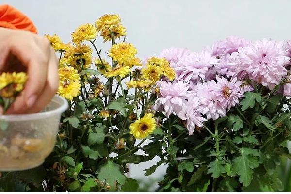 菊花种植方法,可在背风向阳的坡地上面种植