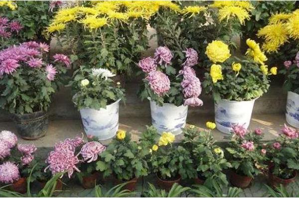 菊花种植方法,可在背风向阳的坡地上面种植